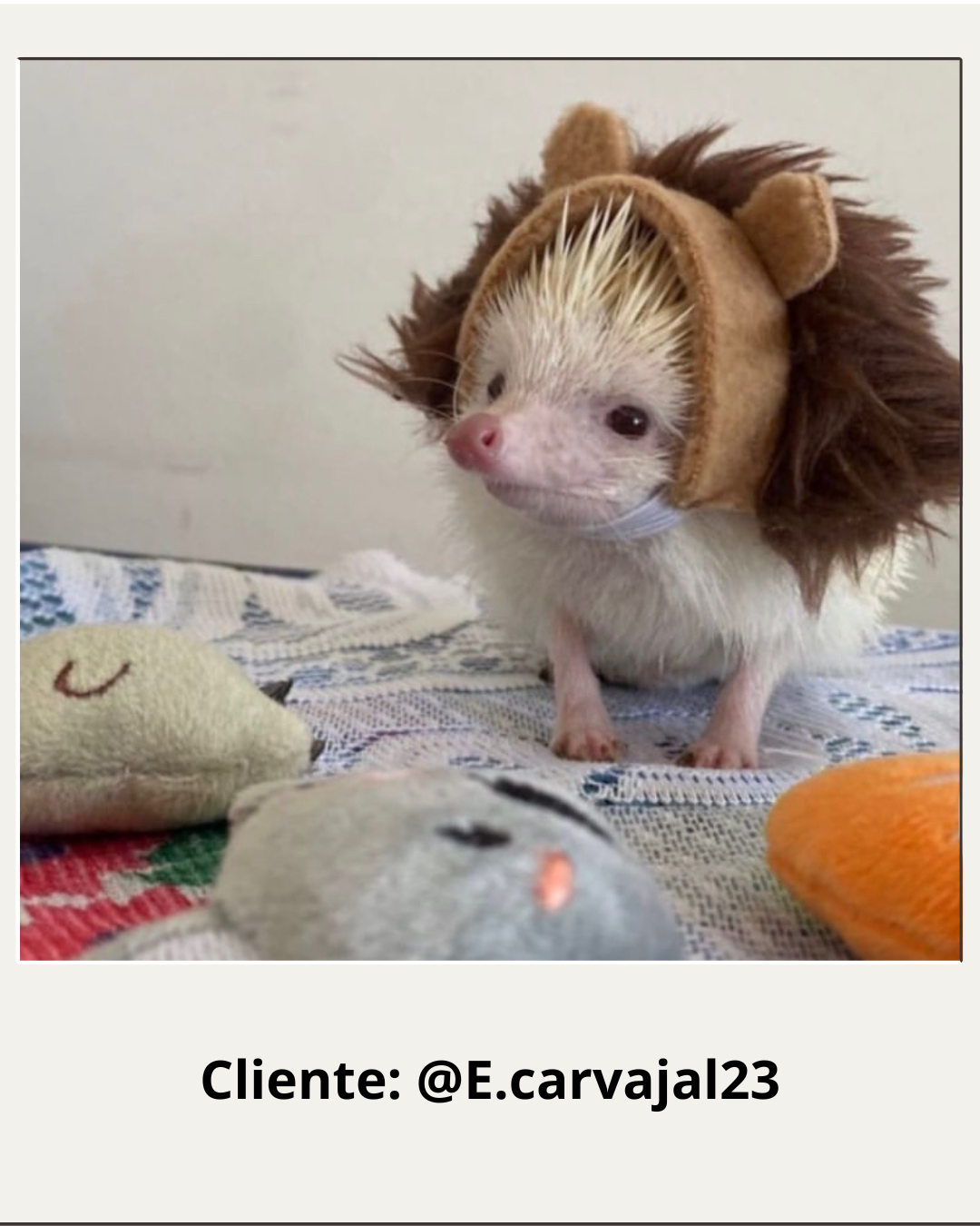 Sombrero Disfraz de León para Erizos