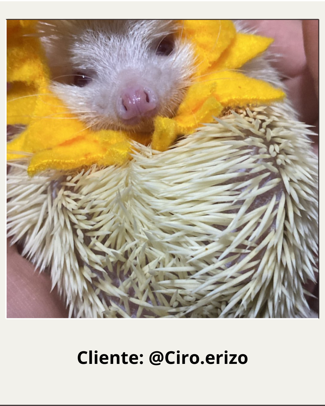 Sombrero de Sol Disfraz para Erizos