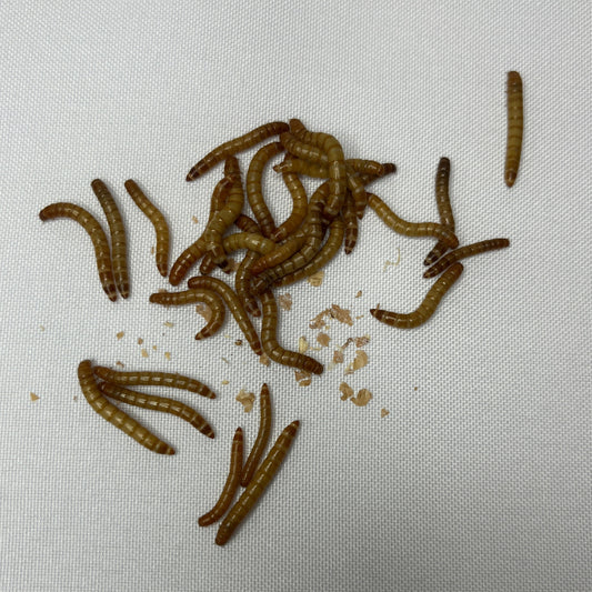 Tenebrios Vivos – Alimento para Erizos de Tierra