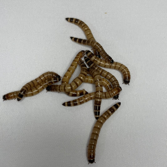 Zophobas Vivas - Alimento para Erizos de Tierra