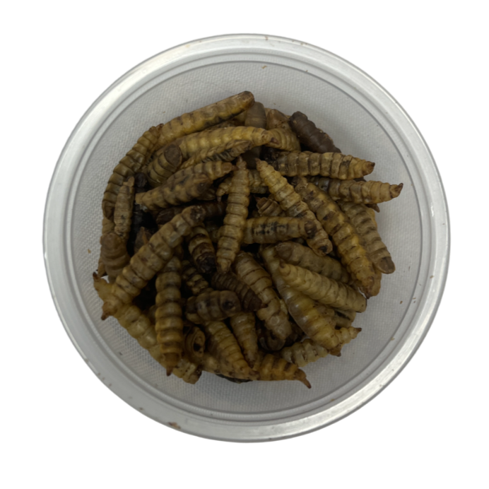 Larvas de Mosca Deshidratadas - Alimento para Erizos de Tierra