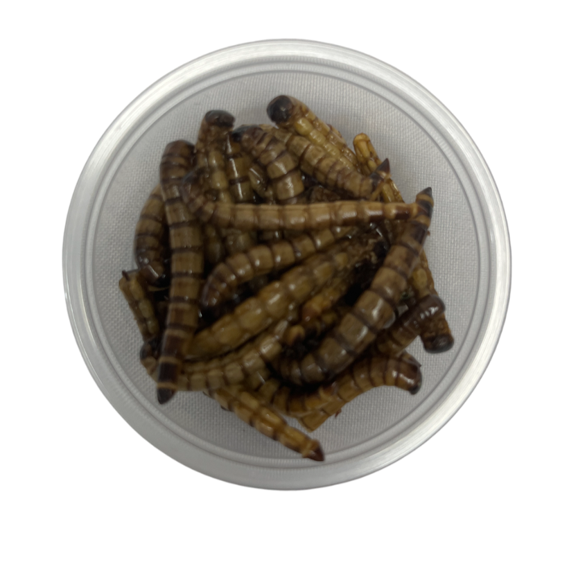 Zophobas Deshidratadas - Alimento para Erizos de Tierra