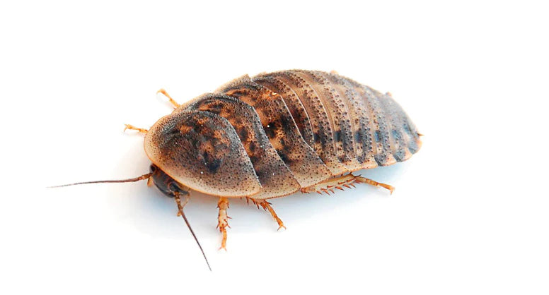 Dubias Vivas