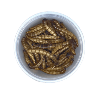 Zophobas deshidratadas