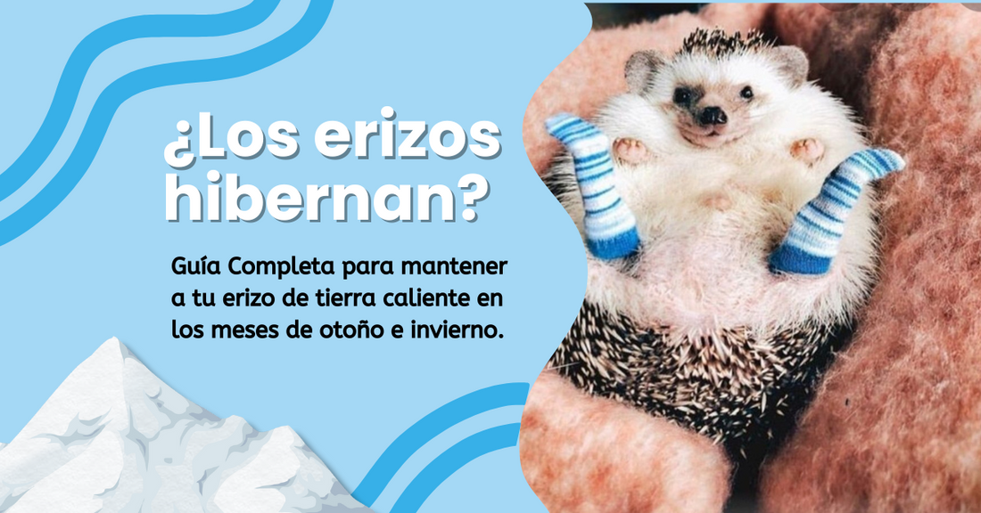 ¿Los erizos hibernan? Calefacción y cuidados en invierno