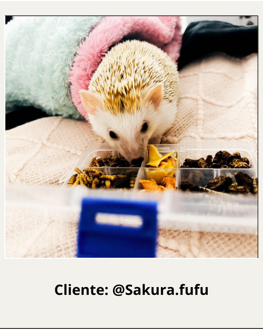 Combo de Snacks para Erizos