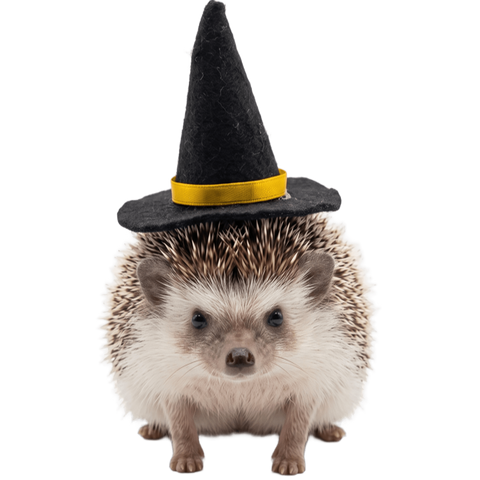 Sombrero Bruja Halloween