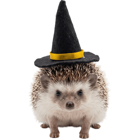 Sombrero Bruja Halloween