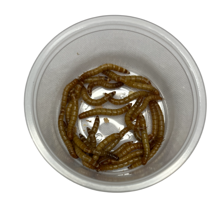 Best Selling Products