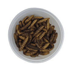 Larvas de Mosca Deshidratadas